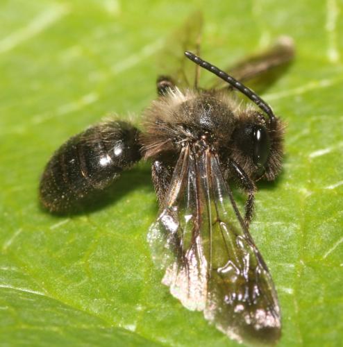 Andrena pilipes
